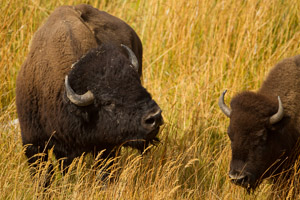 bison